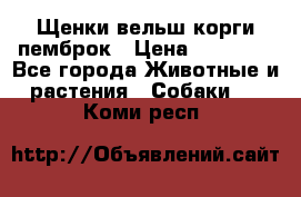 Щенки вельш корги пемброк › Цена ­ 70 000 - Все города Животные и растения » Собаки   . Коми респ.